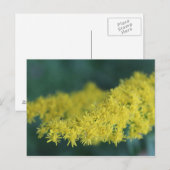 Gelbe Blumen #13 Postkarte (Vorne/Hinten)