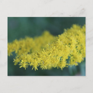 Gelbe Blumen #13 Postkarte