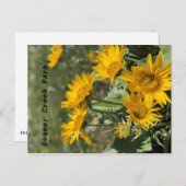 Gelbe Blumen Bärenpaw Mtns Postkarte (Vorne/Hinten)