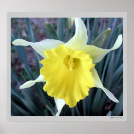 Gelbe Blumen Daffodien Dickdarm Blume Foto Poster