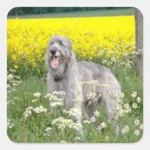 gelbe Blumen des irischen Wolfhound Quadratischer Aufkleber