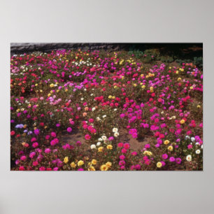 gelbe Blumen des Rosen-Mooses (Portulaca Poster