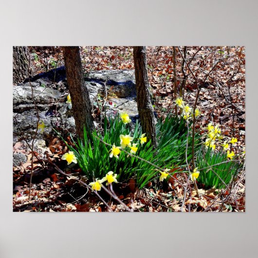 Gelbe Blumen Die Düfte im Foto-Poster aus Holz Poster (Vorne)