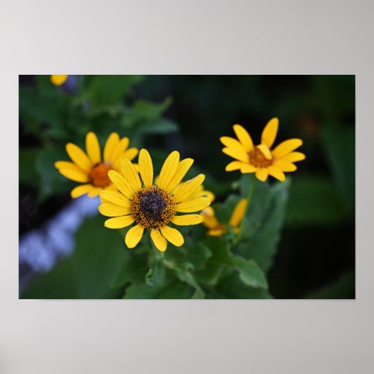 Gelbe Blumen Foto Poster (Vorne)