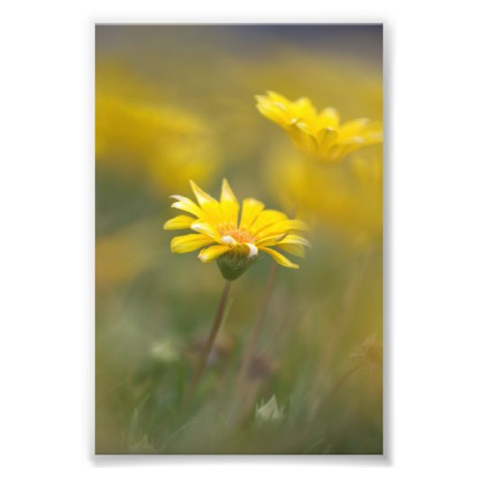 Gelbe Blumen Fotodruck (Vorne)