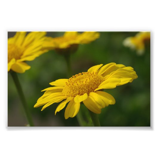 Gelbe Blumen Fotodruck (Vorne)