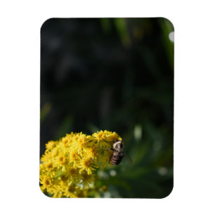 Gelbe Blumen Hummeln Natur Fotografie Magnet