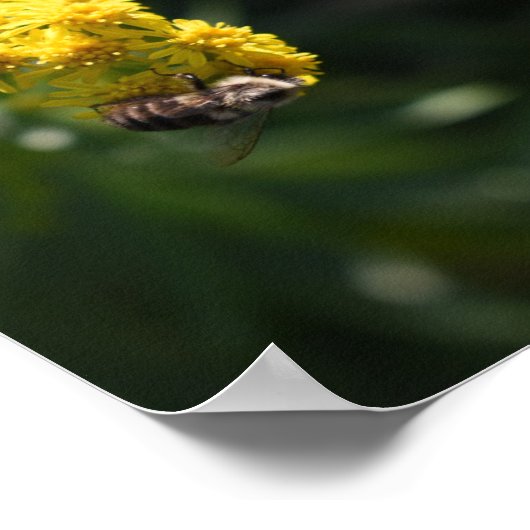 Gelbe Blumen Hummeln Natur Fotografie Poster (Ecke)