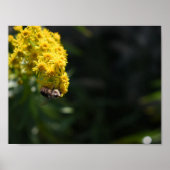 Gelbe Blumen Hummeln Natur Fotografie Poster (Vorne)