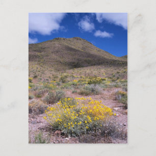Gelbe Blumen im Death Valley Postkarte