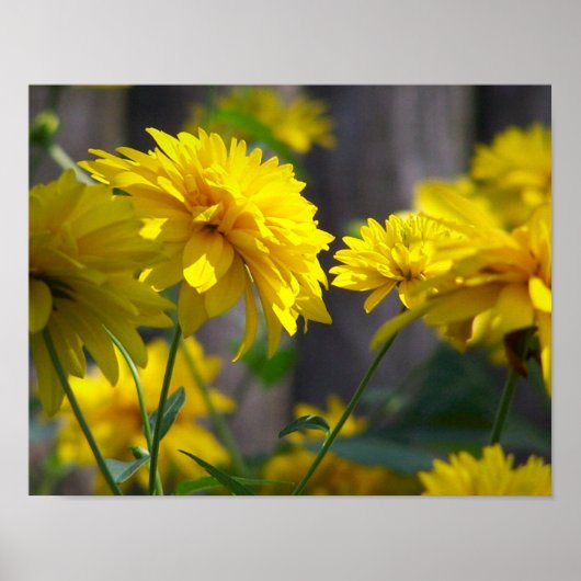 Gelbe Blumen in Sonnenschein Poster (Vorne)
