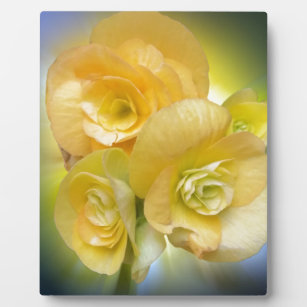 gelbe Blumen leuchten Fotoplatte