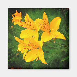 Gelbe Blumen Magnet