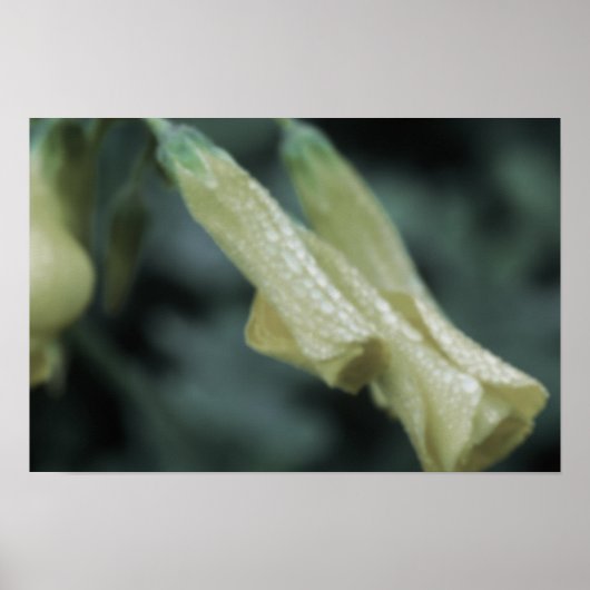 Gelbe Blumen - Morgentau Poster (Vorne)