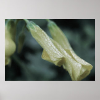 Gelbe Blumen - Morgentau Poster