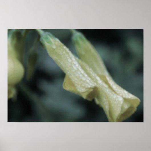Gelbe Blumen - Morgentau Poster (Vorne)