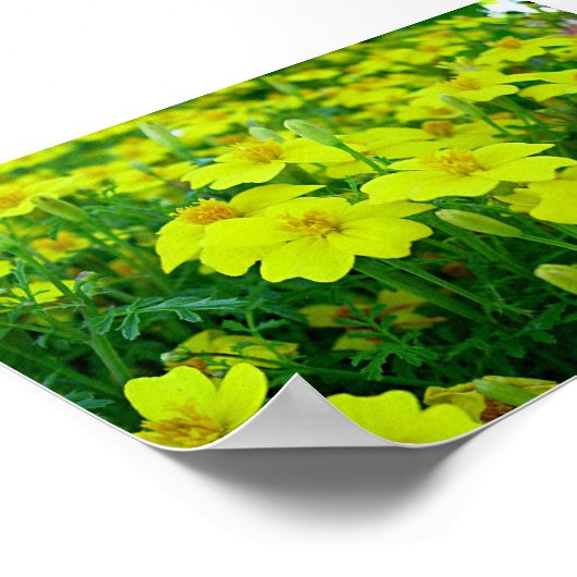 gelbe Blumen Poster (Ecke)