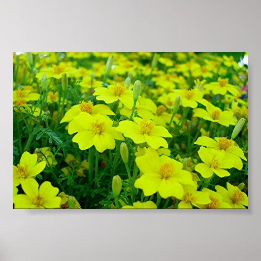 gelbe Blumen Poster (Vorne)