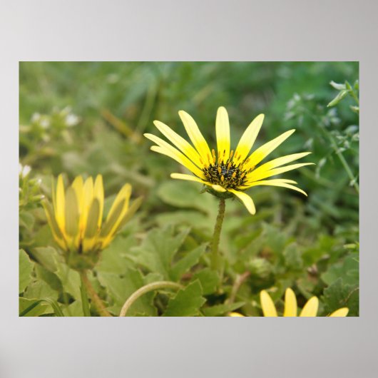 Gelbe Blumen Poster (Vorne)