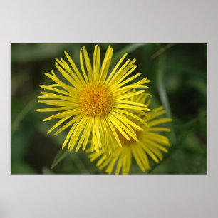 Gelbe Blumen Poster