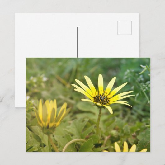 Gelbe Blumen Postkarte (Vorne/Hinten)