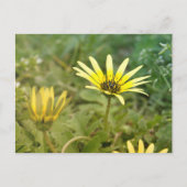 Gelbe Blumen Postkarte (Vorderseite)