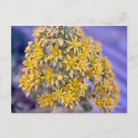 Gelbe Blumen Postkarte (Vorderseite)