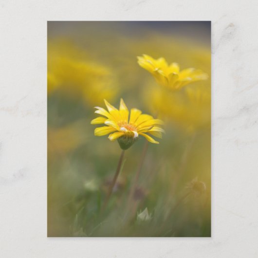 Gelbe Blumen Postkarte (Vorderseite)