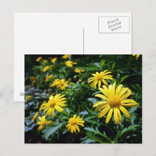 Gelbe Blumen Postkarte (Vorne/Hinten)