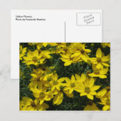 Gelbe Blumen Postkarte (Vorne/Hinten)