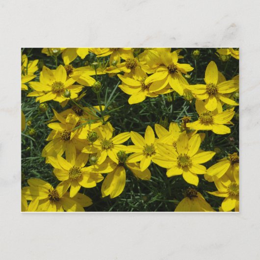 Gelbe Blumen Postkarte (Vorderseite)