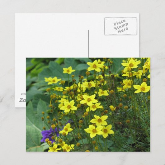 gelbe Blumen Postkarte (Vorne/Hinten)