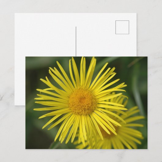 Gelbe Blumen Postkarte (Vorne/Hinten)