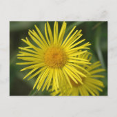 Gelbe Blumen Postkarte (Vorderseite)