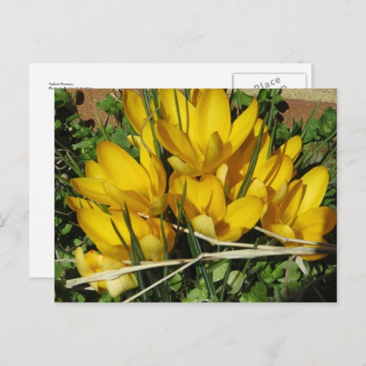 Gelbe Blumen Postkarte (Vorne/Hinten)