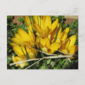 Gelbe Blumen Postkarte (Vorderseite)