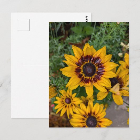 Gelbe Blumen Postkarte (Vorne/Hinten)