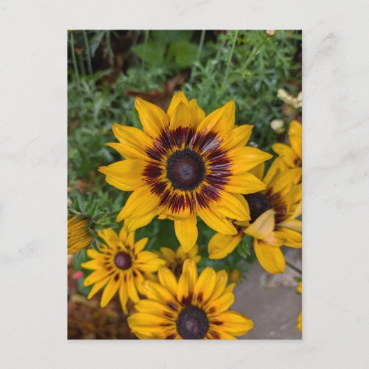 Gelbe Blumen Postkarte (Vorderseite)