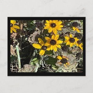Gelbe Blumen Postkarte mit schwarzer Grenze