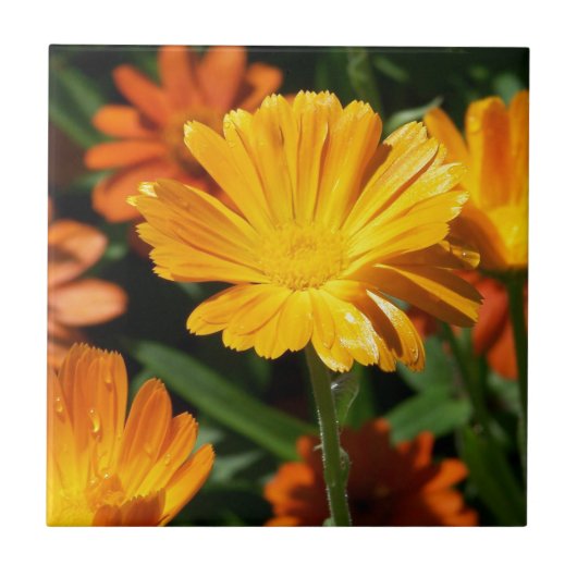 Gelbe Blüten Blume Kunst Liebe Schicksal Fliese (Vorderseite)