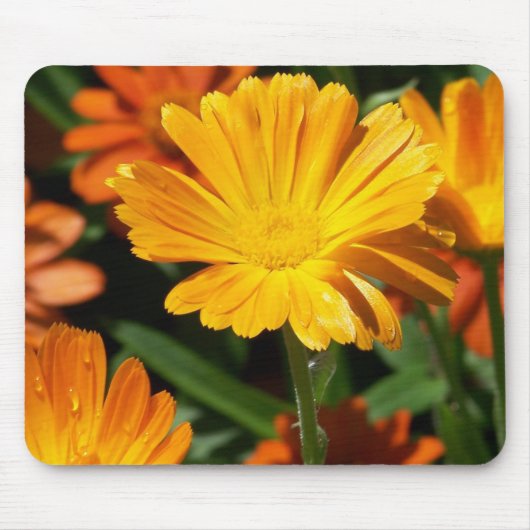 Gelbe Blüten Blume Kunst Liebe Schicksal Mousepad (Vorne)
