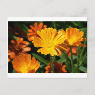 Gelbe Blüten Blume Kunst Liebe Schicksal Postkarte