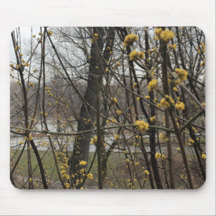 Gelbe Blüten New York City Central Park Trees Mousepad