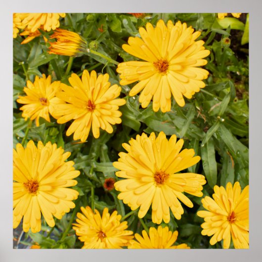 Gelbe Blüten Poster (Vorne)