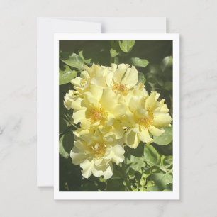 Gelbe botanische Blume Postkarte