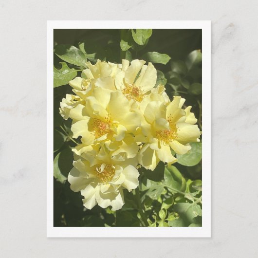 Gelbe botanische Blume Postkarte (Vorderseite)