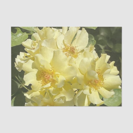 Gelbe Botanische Blumen Seidenpapier (Vorderseite)