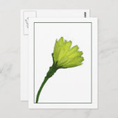 Gelbe Buttertasse Botanische Foto-Skizze Postkarte (Vorne/Hinten)