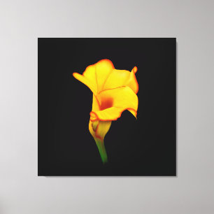 Gelbe Calla-Lilie Leinwanddruck