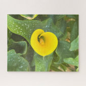 Gelbe Calla-Lilie, San Mateo Puzzle (Horizontal)